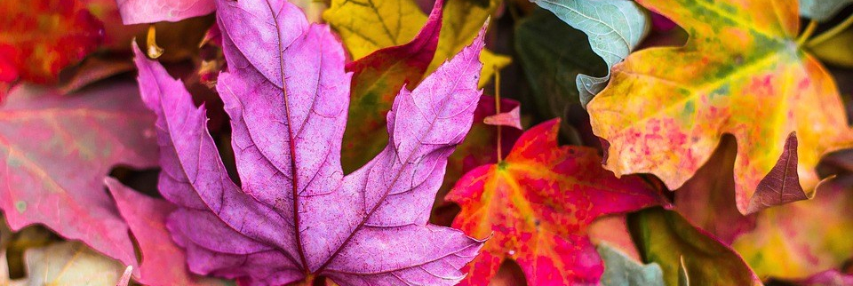 Psychologue Strasbourg Obernai Psy Psychothérapeute enfants boulimie troubles alimentaires énurésie angoisses surdoués HPI estime de soi dépression angoisses TDAH TCC